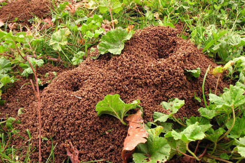 Comment détruire un nid de fourmis dans le jardin