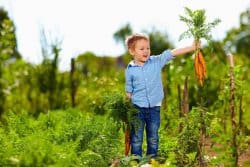 Comment faire pour obtenir de belles racines de carottes ?