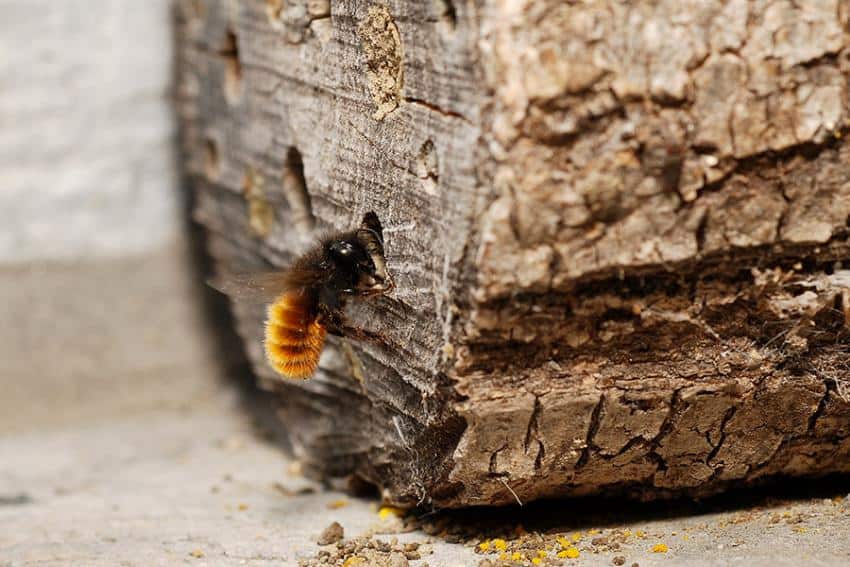 L’osmie, cette abeille qui aime les châssis de vos fenêtres  !