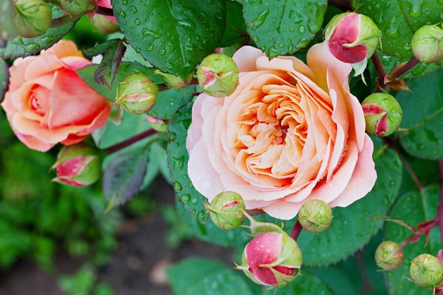 Déplanter mes rosiers buissons et de les replanter… quelques conseils !