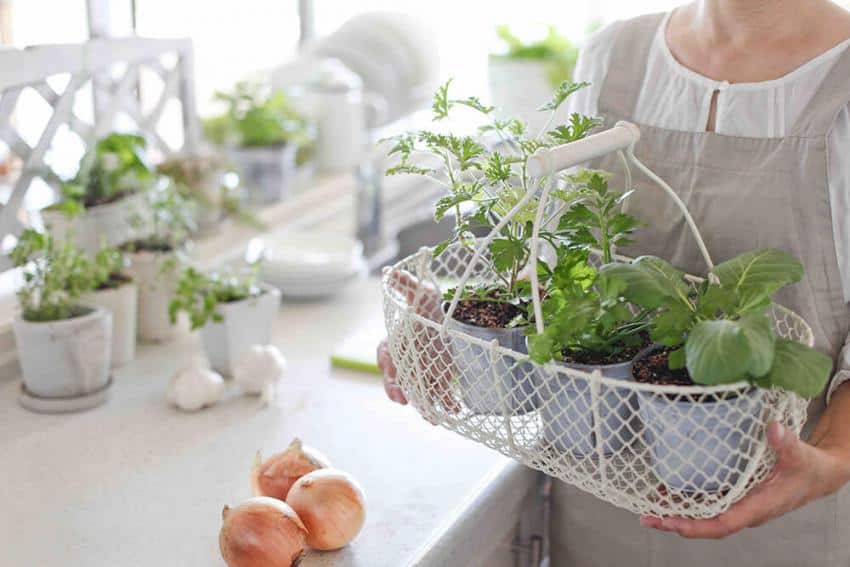 Cultiver des plantes aromatiques en pots