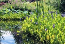 Quelles plantes aquatiques choisir pour une pièce d’eau fleurie en été ?