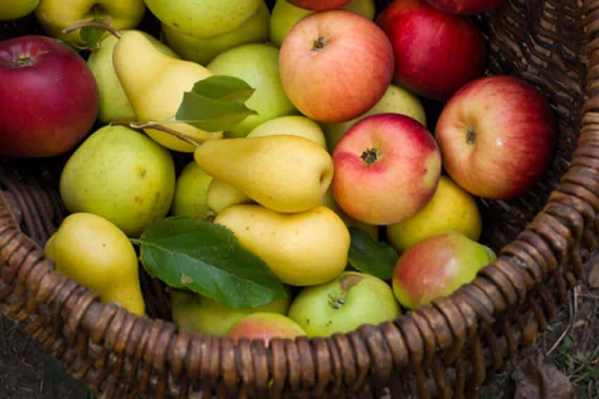 Tout savoir sur la tavelure des pommes et des poires