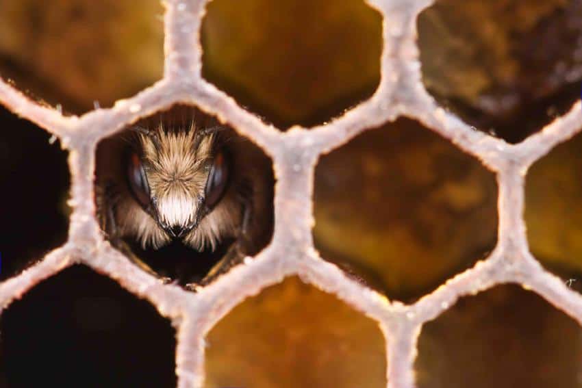 Le miel et les autres trésors de la ruche