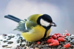 Faut-il nourrir les oiseaux au jardin ?