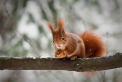 L’écureuil roux, l’ermite équilibriste de nos bois