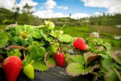 Quel fertilisant organique apporter sur une fraiseraie de 3 ans en vue d’améliorer le sol ?