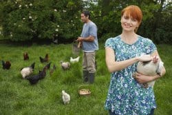 Des poules dans son jardin : en voilà une bonne idée !