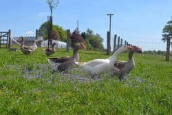Pourquoi élever un troupeau d’oies dans son jardin