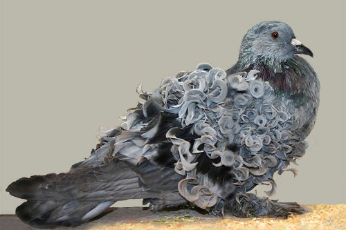 Le Pigeon frisé hongrois