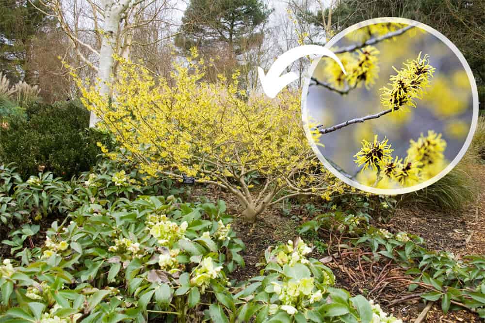 8 Arbustes pimpants contre hiver déprimant : hamamelis
