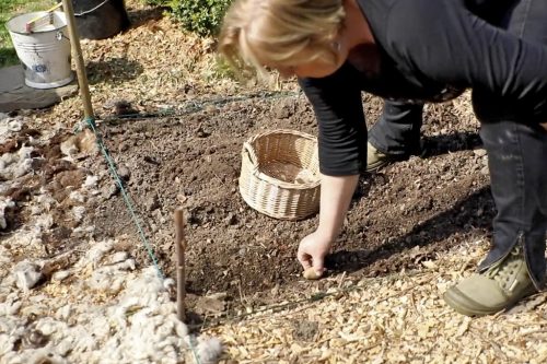 Planter des pommes de terre : mode d'emploi