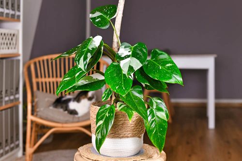 Ultra tendance : les philodendrons
