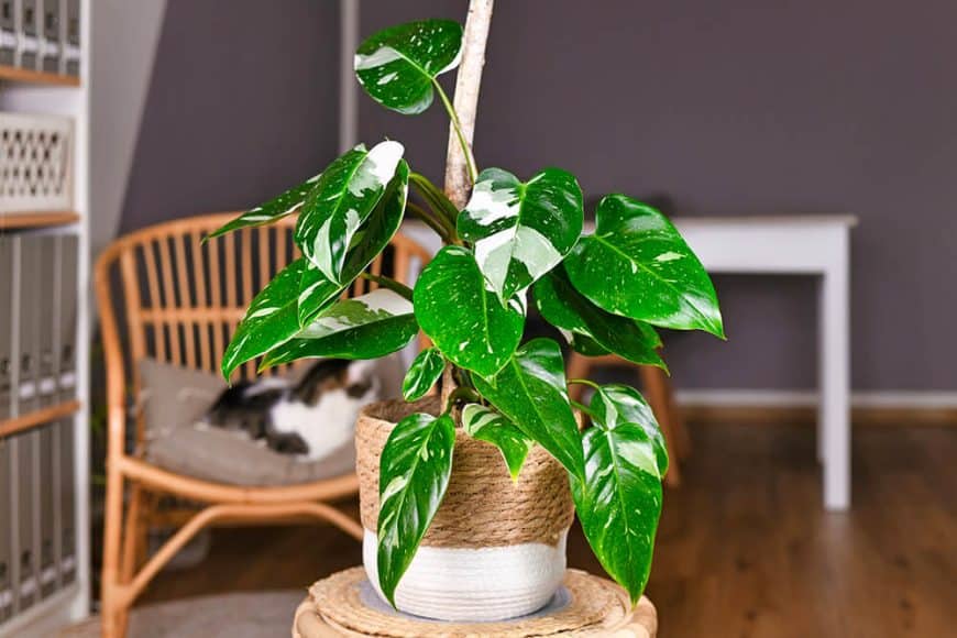 Ultra tendance : les philodendrons