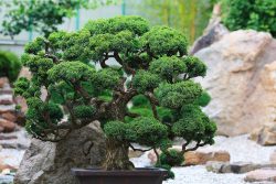 Quelles espèces conviennent pour la formation en bonsaï, et quels sont les principaux styles ?